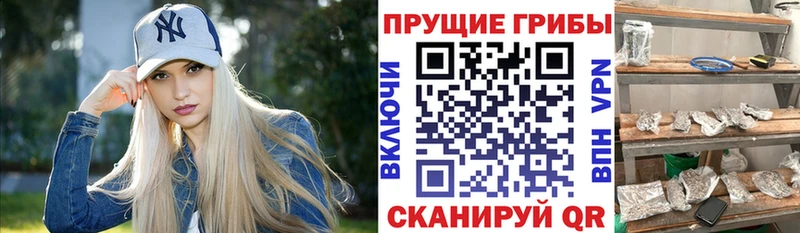 Псилоцибиновые грибы Cubensis  Купить где  Магас 